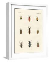 Strange Beetles-null-Framed Giclee Print