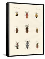 Strange Beetles-null-Framed Stretched Canvas