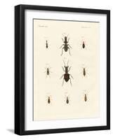 Strange Beetles-null-Framed Giclee Print