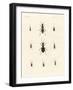 Strange Beetles-null-Framed Giclee Print