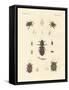 Strange Beetles-null-Framed Stretched Canvas