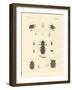 Strange Beetles-null-Framed Giclee Print