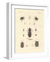 Strange Beetles-null-Framed Giclee Print