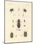 Strange Beetles-null-Mounted Giclee Print
