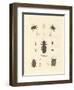 Strange Beetles-null-Framed Giclee Print