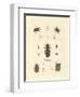 Strange Beetles-null-Framed Giclee Print