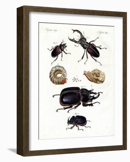 Strange Beetles-null-Framed Giclee Print