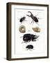 Strange Beetles-null-Framed Giclee Print