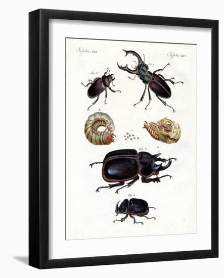 Strange Beetles-null-Framed Giclee Print