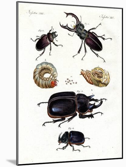 Strange Beetles-null-Mounted Giclee Print