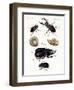 Strange Beetles-null-Framed Giclee Print