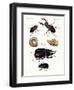 Strange Beetles-null-Framed Giclee Print