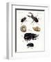 Strange Beetles-null-Framed Giclee Print