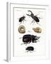 Strange Beetles-null-Framed Giclee Print