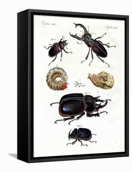 Strange Beetles-null-Framed Stretched Canvas