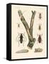 Strange Beetles-null-Framed Stretched Canvas