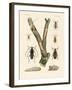 Strange Beetles-null-Framed Giclee Print