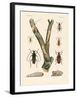 Strange Beetles-null-Framed Giclee Print