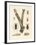 Strange Beetles-null-Framed Giclee Print