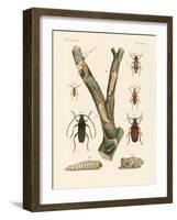 Strange Beetles-null-Framed Giclee Print