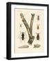 Strange Beetles-null-Framed Giclee Print