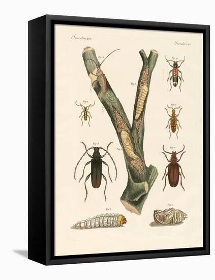 Strange Beetles-null-Framed Stretched Canvas