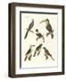 Strange Birds-null-Framed Giclee Print