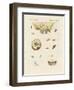 Strange Butterflies-null-Framed Giclee Print