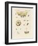 Strange Butterflies-null-Framed Giclee Print