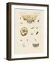 Strange Butterflies-null-Framed Giclee Print