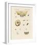 Strange Butterflies-null-Framed Giclee Print