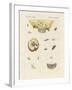 Strange Butterflies-null-Framed Giclee Print