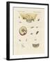 Strange Butterflies-null-Framed Giclee Print