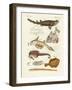 Strange Cartilageous Fish-null-Framed Giclee Print