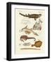 Strange Cartilageous Fish-null-Framed Giclee Print