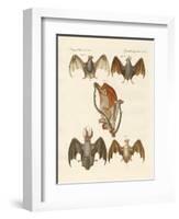 Strange Chiroptera-null-Framed Giclee Print