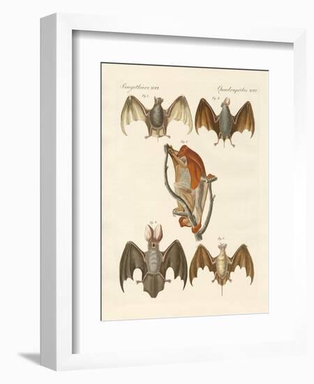 Strange Chiroptera-null-Framed Giclee Print