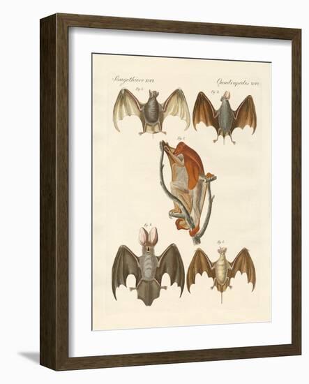 Strange Chiroptera-null-Framed Giclee Print