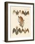 Strange Chiroptera-null-Framed Giclee Print