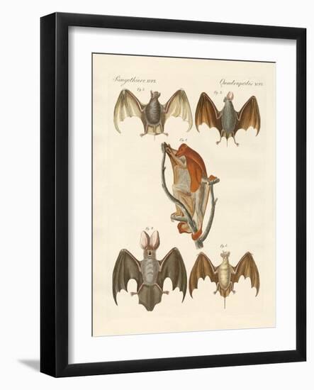 Strange Chiroptera-null-Framed Giclee Print