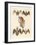 Strange Chiroptera-null-Framed Giclee Print