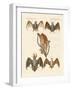 Strange Chiroptera-null-Framed Giclee Print