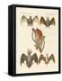 Strange Chiroptera-null-Framed Stretched Canvas