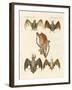 Strange Chiroptera-null-Framed Giclee Print