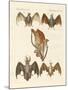 Strange Chiroptera-null-Mounted Giclee Print