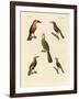 Strange Climbing Birds-null-Framed Giclee Print