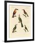 Strange Climbing Birds-null-Framed Giclee Print