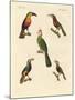 Strange Climbing Birds-null-Mounted Giclee Print