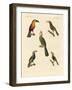 Strange Climbing Birds-null-Framed Giclee Print