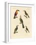 Strange Climbing Birds-null-Framed Giclee Print